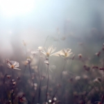 丝瓜官网：主题皮肤下载指南